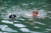 andrewcontrelechien_small.jpg
