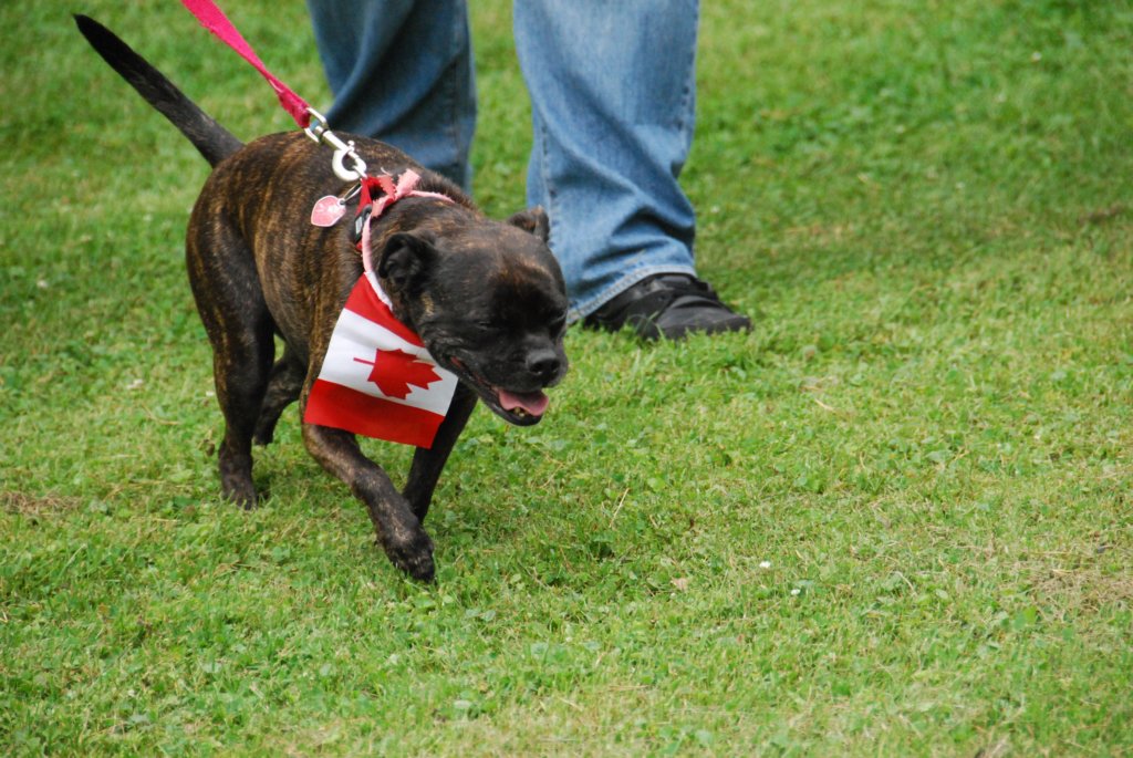Je vous l'ai dit ! tous les chiens sont fédéralistes
