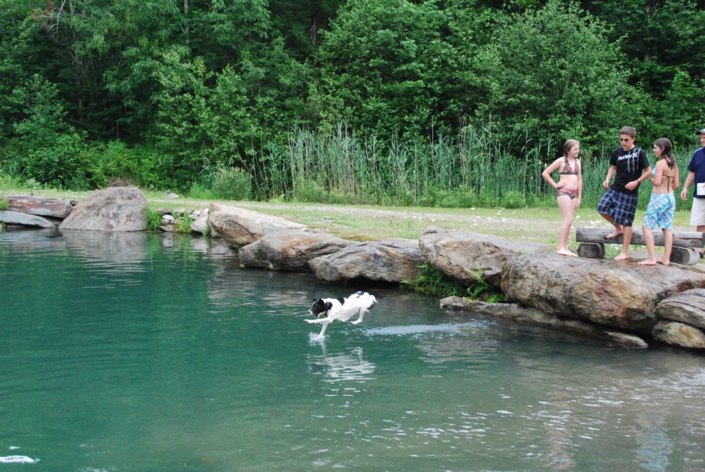 Le chien veut manger les truites