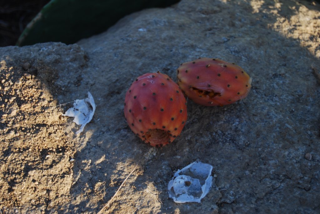 Une photo de l'album « Les Cyclades » sur le site web de la famille Ratté.