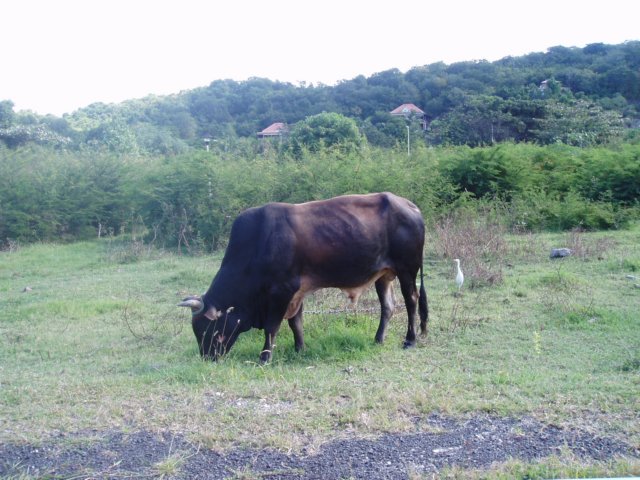Une photo de l'album « Guadeloupe 2004 » sur le site web de la famille Ratté.