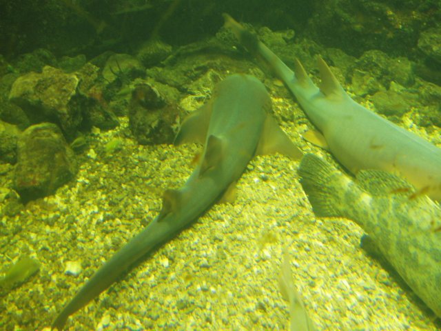 Une photo de l'album « Guadeloupe 2004 » sur le site web de la famille Ratté.