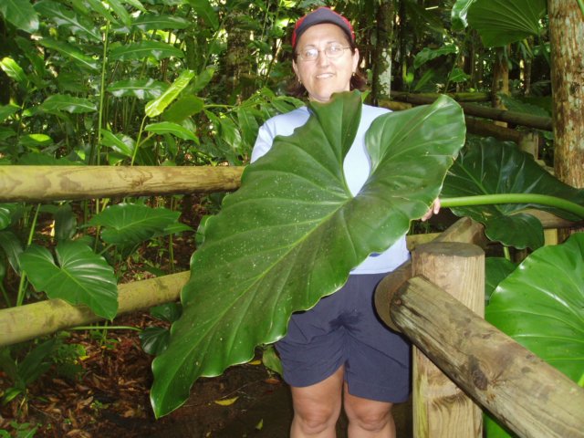 Une photo de l'album « Guadeloupe 2004 » sur le site web de la famille Ratté.