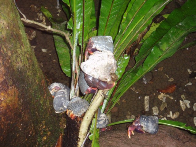 Une photo de l'album « Guadeloupe 2004 » sur le site web de la famille Ratté.