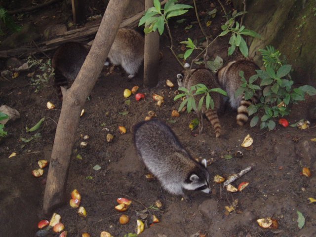Une photo de l'album « Guadeloupe 2004 » sur le site web de la famille Ratté.