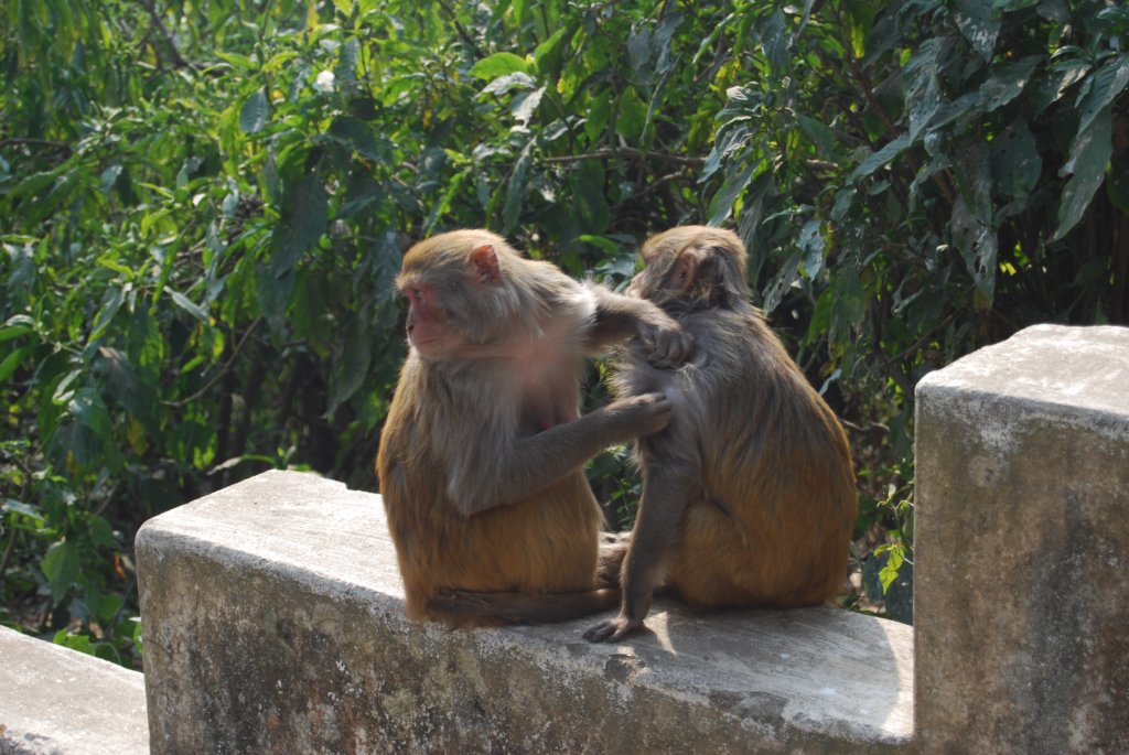 Une photo de l'album « Kathmandou » sur le site web de la famille Ratté.