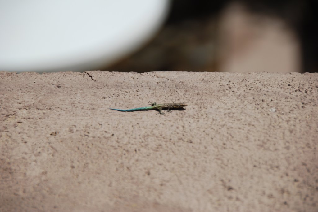 petitlzard.jpg