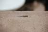 petitlzard_small.jpg