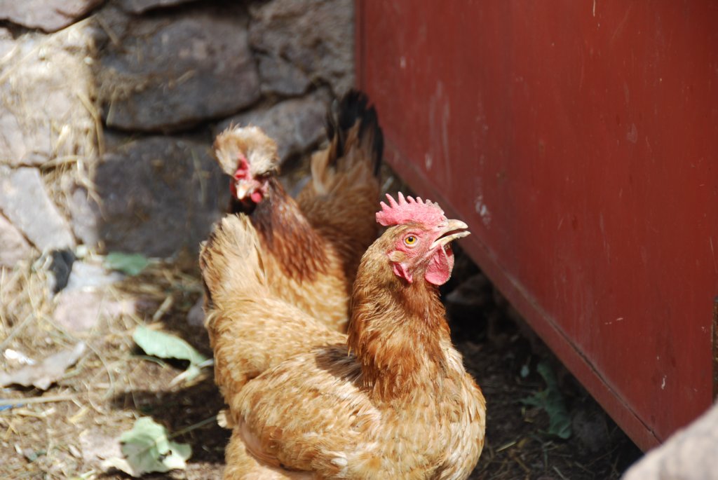 poule.jpg