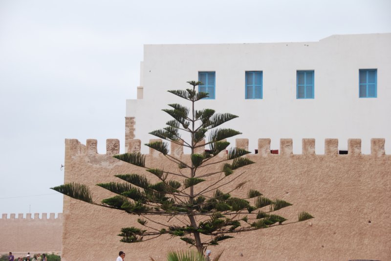 arbre.jpg