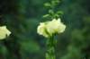 Fleur dans les champs