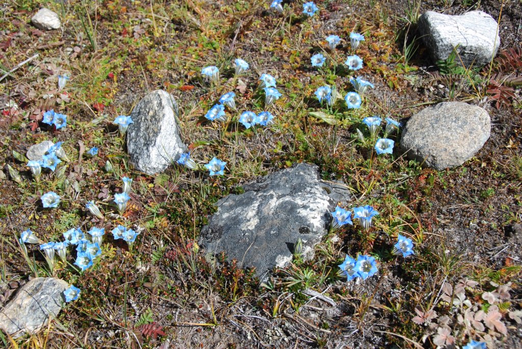 Fleurs à 4000m