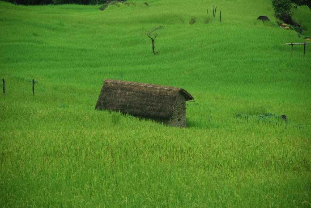 Le riz est vert, vert, ...