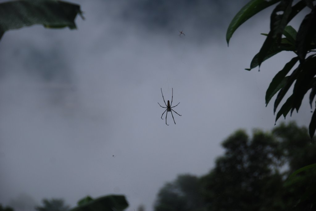 Les araignées sont grosses... (une dizaine de cm)