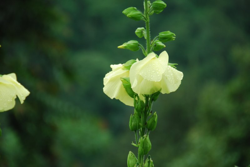 fleurdansleschamps.jpg