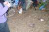 dsc_0459_small.jpg