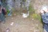 dsc_0462_small.jpg