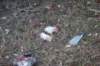 dsc_0463_small.jpg