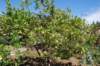 Arbre fruitier, débordant de ...