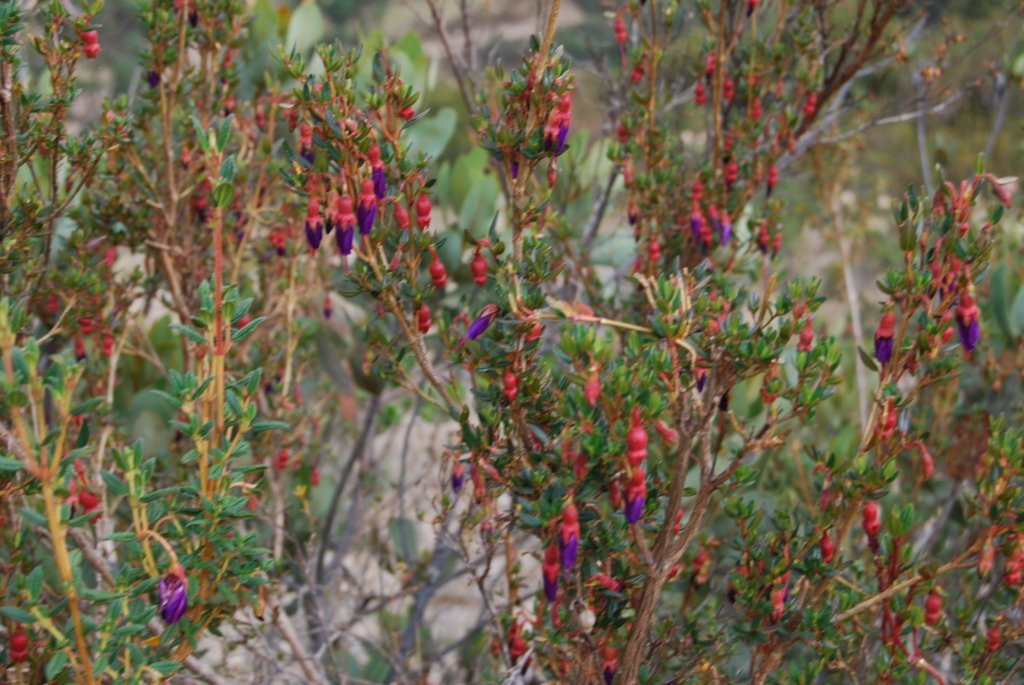 arbustesenfleurs.jpg