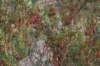 Arbustes en fleurs