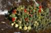 Cactus en fleurs