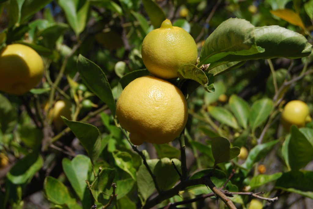 ... citrons