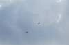 condors