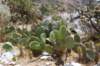 Des cactus à ne pas toucher