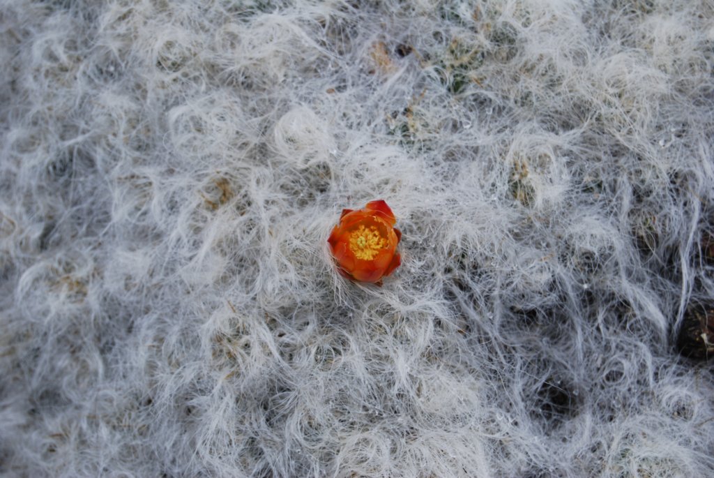 ... et fleuri