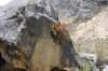 La nature s'accoche partout