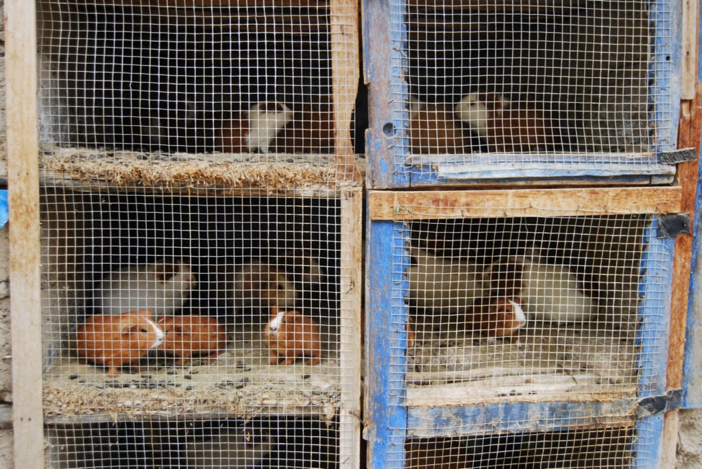 Le cochon dingue(cuy), un repas de choix au Pérou