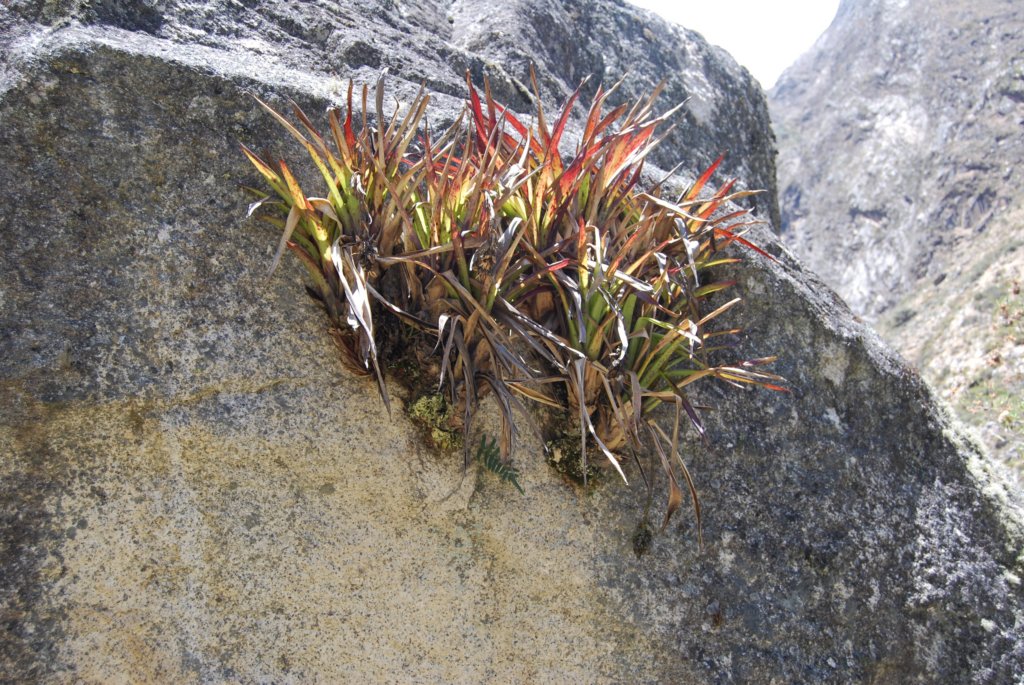 Les épiphytes poussent même sur la pierre