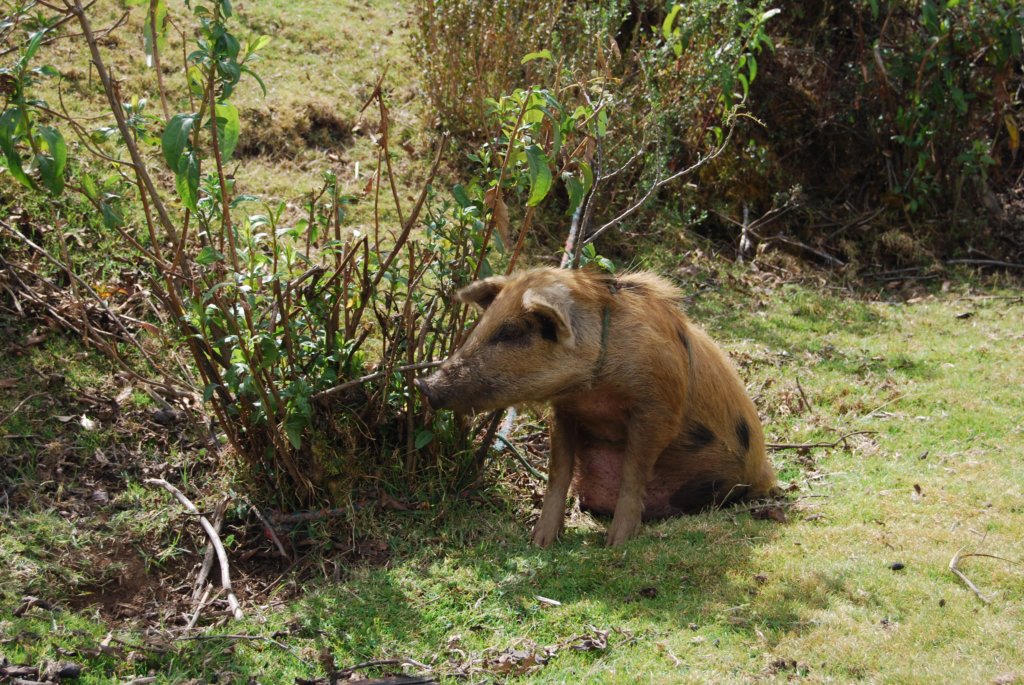 Malgré l'altitude, on rencontre régulièrement des animaux d'élevage : un cochon