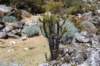 Nombreuses variétés de cactus à partir de 3200m