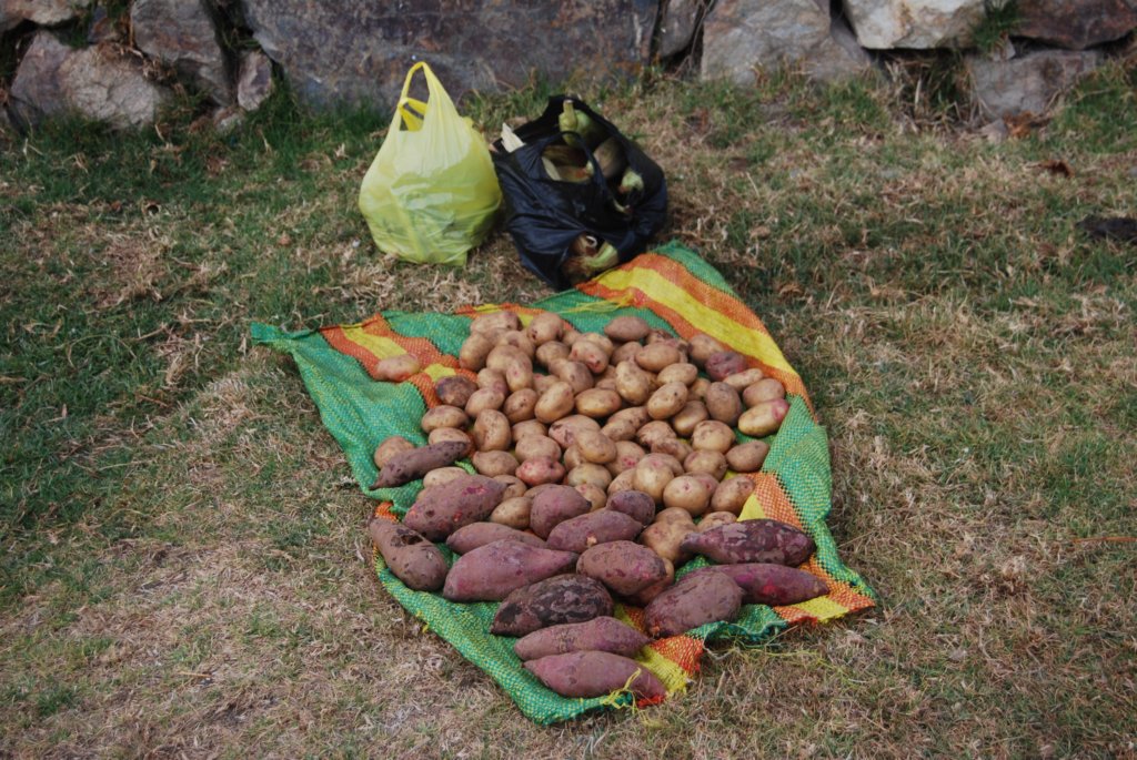 On prépare les pommes de terres (+ de 1500 variétés au Pérou)