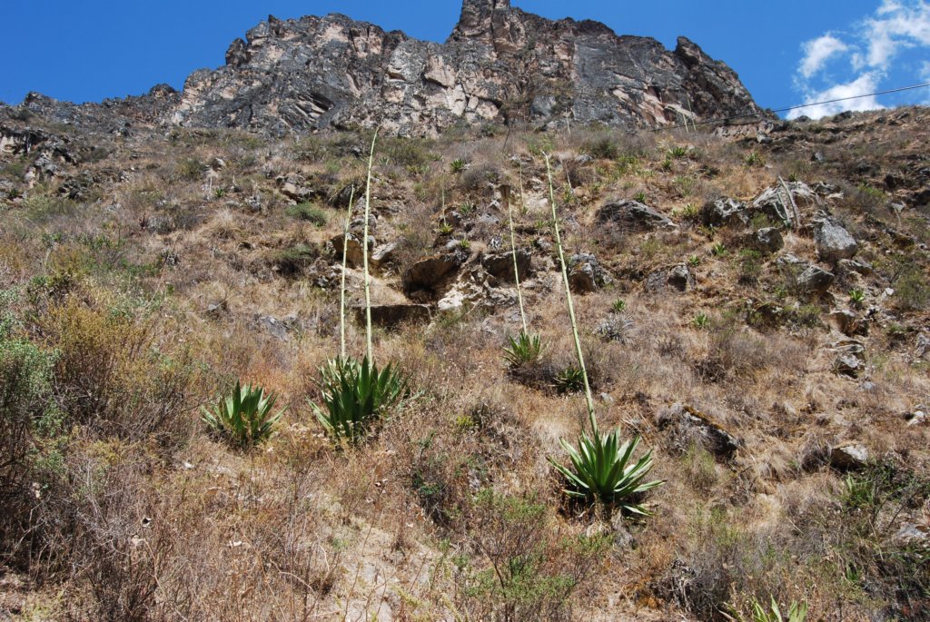 uneautrevaritdecactus.jpg