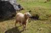 unmouton_small.jpg