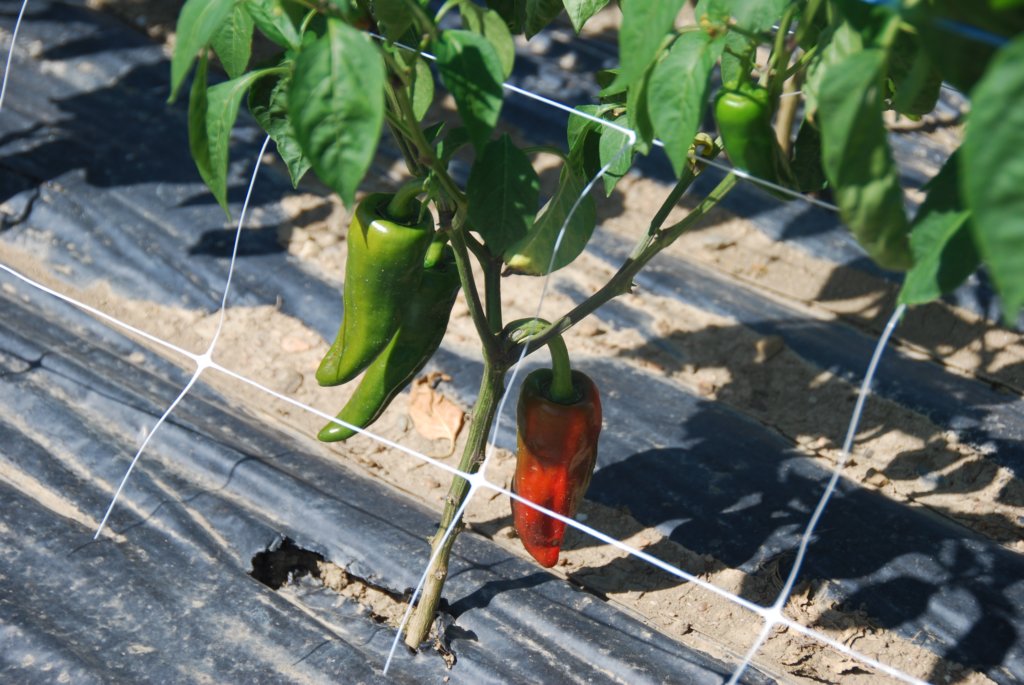 lchelledescovillelepimentdespeletteaunevaleurde4ilnestdoncpasplusfortquelepoivreenrevancheilestbeaucoupplusparfumcarilestrestlongtempsscherausoleil.jpg
