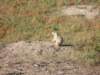 Chien de Prairie