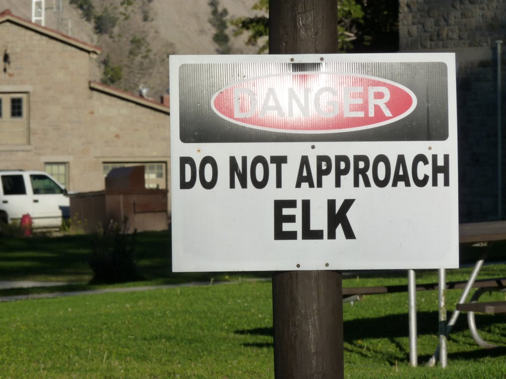 elkwapiti.jpg