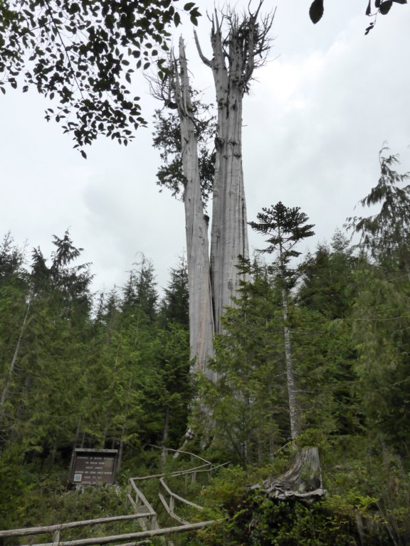 p1000196.jpg