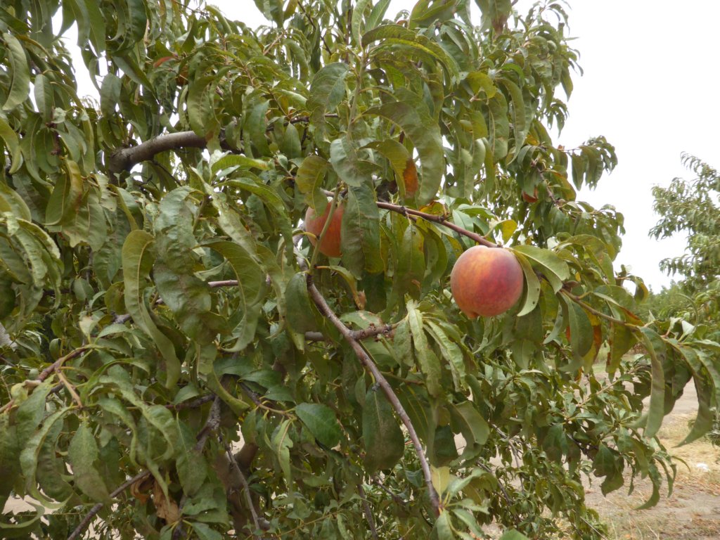 p1000426.jpg